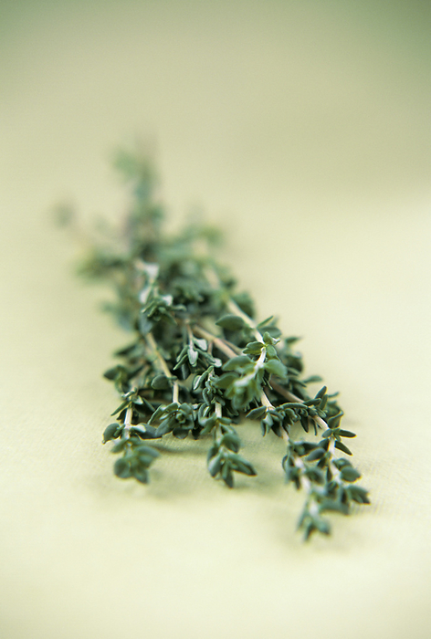 Thyme Thyme  Thymus sp. . This plant is a member of the mint  Lamiaceae  family and is native to europe, north Africa and Asia. It is used as a flavouring in cooking.