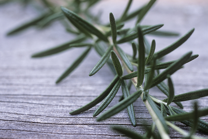 Rosemary Rosemary  Rosmarinus officinalis  on a wooden surface.