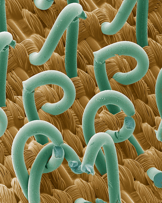 SEM of a hooks and loops fastener Coloured scanning electron micrograph  SEM  of a hooks and loops fastener. It is a two sheet material used to fasten clothes and other fabrics. One sheet consists of hooks  seen here , the other of loops  not seen . When the two materials are pushed together the hooks attach to the loops, forming a secure bond, but one that can easily be undone. Magnification: x15 when printed at 10 centimetres tall.