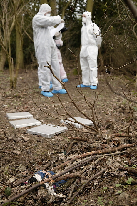 Forensic training Forensic training. Scene of crime officers  SOCOs  consulting notes at a staged murder scene. A dummy representing a dead body has been buried in a shallow grave under branches and leaf litter  bottom . The SOCOs are wearing protective clothing in the form of paper suits, overshoes and masks to prevent contamination of the crime scene. Metal platforms  centre  are used by the SOCOs to walk across the site, preventing destruction of evidence. SOCOs provide scientific support to police forces. They establish what evidence is required from a crime scene and the best way to obtain it. Photographed on a training course.