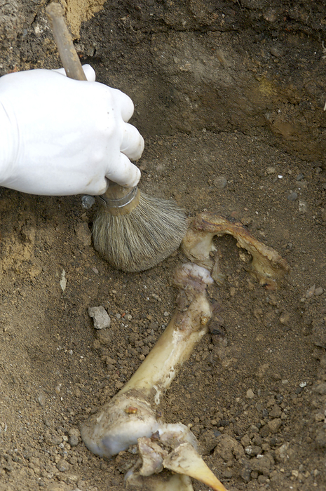 Forensic evidence Forensic evidence. Forensic officer uncovering the buried bones of a dead body. A fine brush is used to carefully remove soil layers to reveal the bones. The bones, surrounding soil and plant matter will be sent for chemical and DNA analysis. This image is a reconstruction.