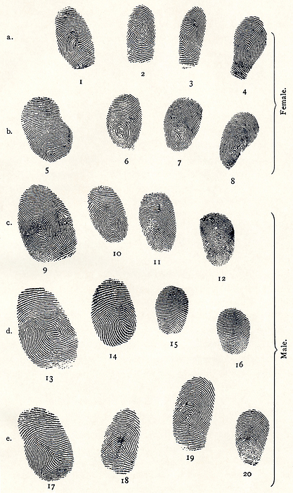 Sets of fingerprints Sets of fingerprints, artwork from Dr Henry Faulds s Guide to Finger print Identification, 1905. Faulds, a Scottish scientist, was an early developer of fingerprint analysis. Convinced that the patterns of ridges on fingertips were unique, he set about trying to develop a system of analysis. Shown here are prints from five individuals  a, b, c, d and e , made with  from left to right  the thumb, fore, middle and ring fingers of the right hand. Faulds describes them as  Good smudges, done without supervision or training.  Faulds believed the entire set of ten prints was needed to make an identification, which is one reason why his system of analysis was never used by the courts.