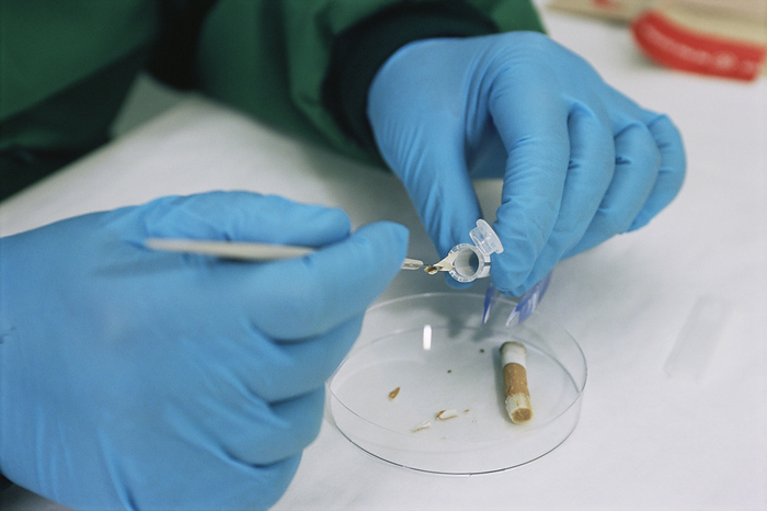 Testing a cigarette end for DNA Forensic research. Forensic scientist taking a sample from a cigarette butt to see if traces of DNA from saliva can be found. The sample is being placed in an Eppendorf tube. If DNA is found, it can be analysed and used to identify the smoker. This can determine whether the smoker was the victim, the perpetrator or was unrelated to the crime.