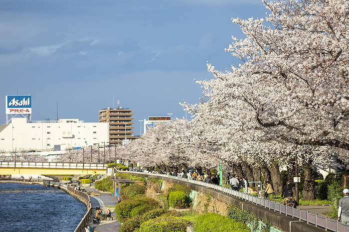 Cherry blossoms bloomed in Tokyo 2021 03 26 Cherry blossom trees in the Sumida river near Sky Tree. Tokyo, Japan. Photo by Ivo Gonzalez AFLO 
