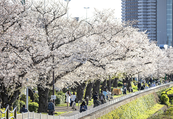 Cherry blossoms bloomed in Tokyo 2021 03 26 Cherry blossom trees in the Sumida river near Sky Tree. Tokyo, Japan. Photo by Ivo Gonzalez AFLO 