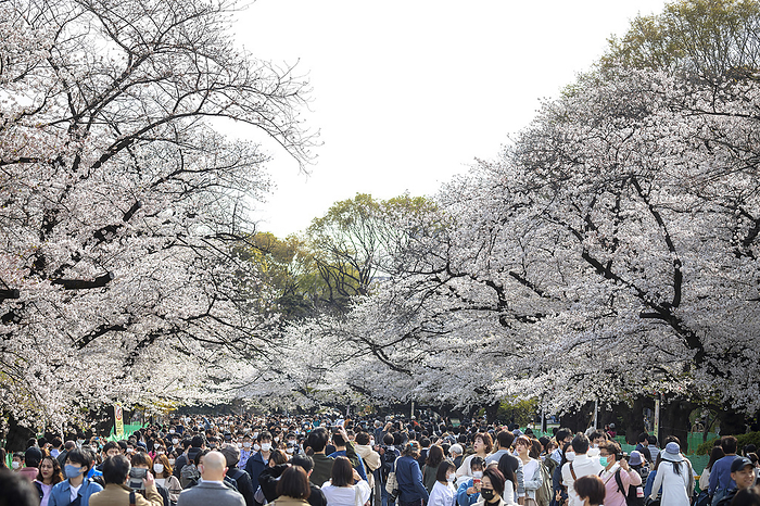 Cherry blossoms bloomed in Tokyo 2021 03 27 A huge amount of people visit Ueno Park in a weekend with Cherry blossom trees in full bloom in the beginning of the Spring season. Ueno, Tokyo, Japan. Photo by Ivo Gonzalez AFLO 