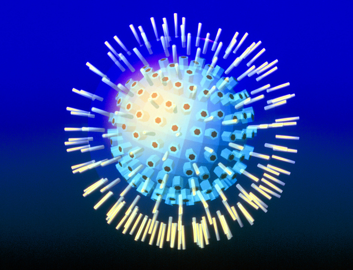 Computer graphic of a Herpes simplex virus Computer graphic illustration of a Herpes simplex virus. This virus is spherical in shape with a protein capsid  coat, blue  composed of capsomere subunits in the form of hollow hexagonal or penta  gonal prisms. An envelope surrounds this coat, which here appears transparent with yellow sub  units  sometimes giving the envelope a fringe . In the core of the virus is DNA genetic material. H. simplex is one of the herpesviruses, and causes latent ulcer and painful blister infections in humans. Genital herpes is a sexually transmitted disease  while H. simplex can also cause acute conjunctivitis of the eye and inflammations of the mouth. Mag: x170,000 at 6x4.5cm,x108,181 at 35cm.