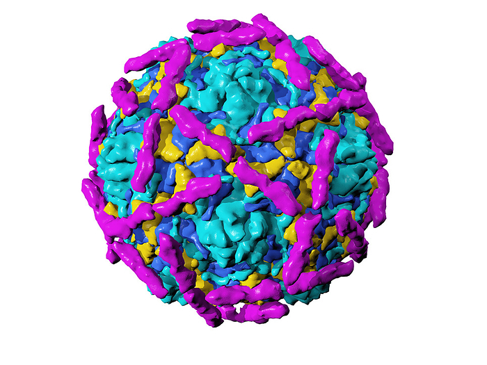 Echovirus type 12 particle Echovirus type 12 particle. Computer artwork of the capsid of echovirus type 12, with proteins represented by coloured blobs. Echoviruses are a member of the Picornaviridae family, being small viruses that carry their genetic material as RNA  ribonucleic acid . Infection with echovirus causes aseptic meningitis, and acute fever in children.