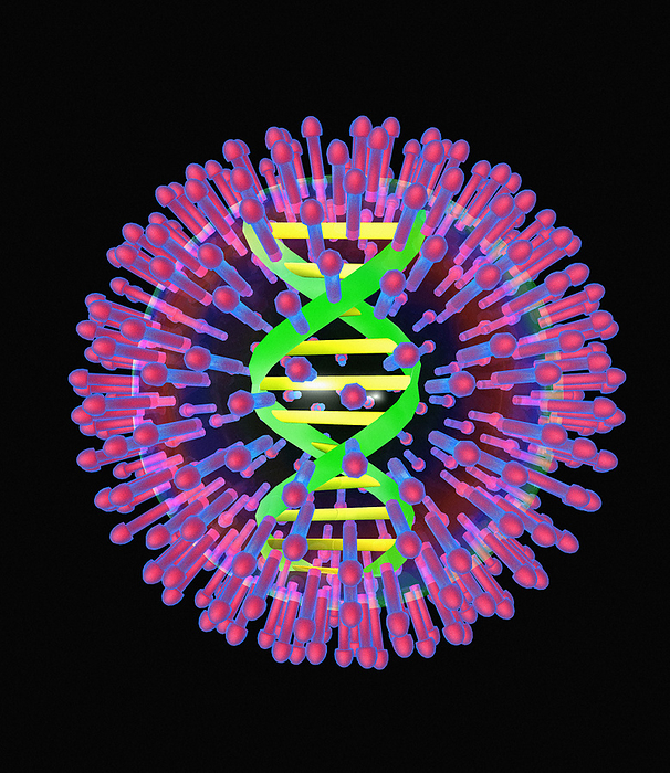 Herpes virus particle, computer artwork Herpes virus particle, computer artwork. Each particle  virion  consists of a deoxyribonucleic acid  DNA  genome  green and yellow  surrounded by an icosahedral capsid and a membrane envelope  represented by red, blue and white concentric circles . The outer envelope is covered in glycoprotein spikes  pink . Members of the herpes virus family include several that infect humans: herpes simplex viruses type 1 and type 2  oral and genital herpes , varicella zoster virus  chicken pox and shingles , Epstein Barr virus  glandular fever  and cytomegalovirus  various infections .