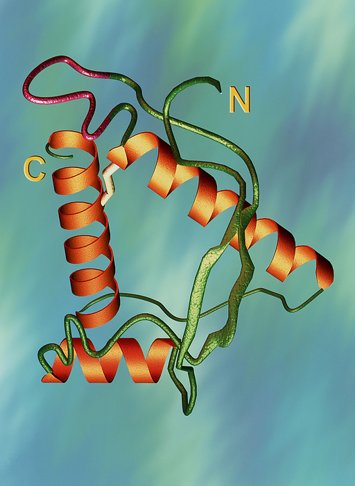 BSE causing prion Prion protein. Computer model of the prion protein responsible for causing the diseases BSE  bovine spongiform encephalopathy  in cows and CJD  Creutzfeldt Jakob disease  in humans. It is a mutated form of a normal cell protein  PrP . This prion comprises spiralling alpha helices  orange  and straight beta sheets  green . The C and N represent the carbon and nitrogen ends of the amino acid structure respectively. Both BSE and CJD are brain wasting disorders characterised by progressive dementia and a rapid deterioration in co ordination, leading inevitably to death.