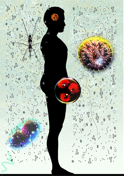 Human diseases Human diseases. Artwork of a male silhouetted figure, surrounded by various disease causing organisms. The mosquito  Anopheles gambiae, upper left  transmits a parasitic protozoan it bites, causing malaria. A pollen grain is seen at upper centre  orange , which can cause an allergic reaction  hay fever . When the bacterium  Vibrio cholerae  at lower left is ingested from contaminated food or drink, it causes cholera. Cholera is an intestinal disorder with symptoms including sever vomiting and diarrhoea. The virus at centre  red  is transmitted from the bite of certain animals and causes rabies  hydrophobia .