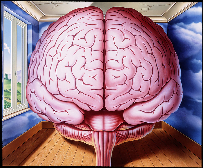 Artwork of human brain enclosed in dream like room Brain in dream like room. Illustration of a human brain tightly enclosed in a dream like room, as a depiction of mental states of depression, schizo  phrenia or agoraphobia. Depression results in feelings of sadness, hopelessness, and a sense of reduced emotional well being. Depressed people may become withdrawn, spend their time indoors,   lose concentration   interest in social activities. Schizophrenia, or split personality, may be represented here as delusional and illogical thinking. Perceptions of the outside world and of reality may be mistaken,   depression may result. The image may also represent agoraphobia, a morbid fear of public places or open spaces.