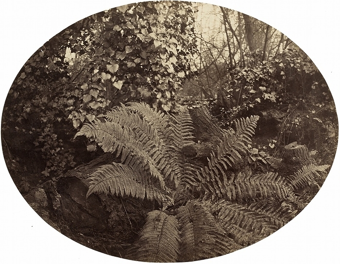 Winter Fronds of the Prickly Fern, c. 1862. Creator: Geoffrey Bevington. Winter Fronds of the Prickly Fern, c. 1862.