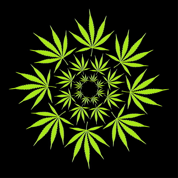 Cannabis leaves Cannabis leaves. Computer artwork of cannabis leaves arranged in circles. The cannabis  Cannabis sativa  or hemp plant is native to central Asia. Its leaves and flowering tops are used to make cannabis resin  marijuana , an illegal drug in most countries. Smoking cannabis can cause mental relaxation, perceived slowing of time and heightened senses. Large doses may result in panic attacks and illusions. Prolonged use may lead to sterility, lung damage and psychological problems. Smoking marijuana can help to relieve the symptoms of multiple sclerosis, a disease of the central nervous system. However, medicinal use remains both controversial and illegal.