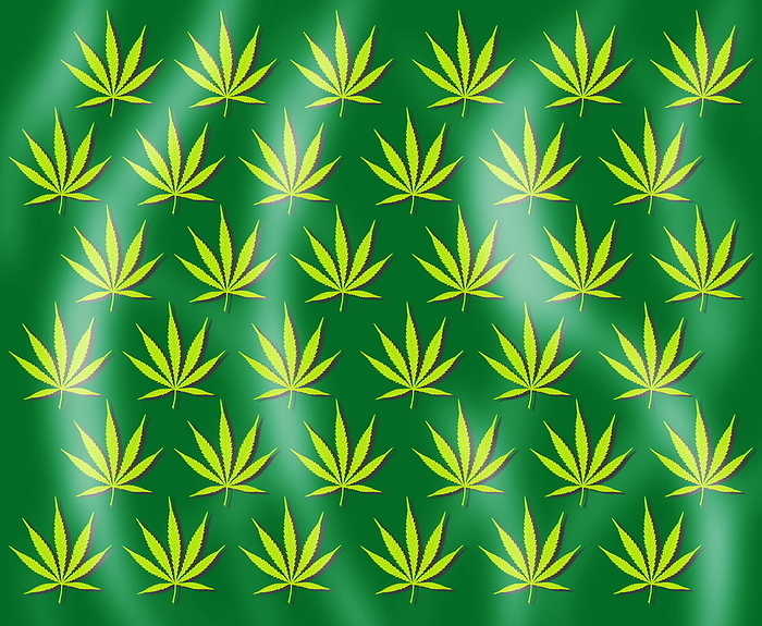 Cannabis leaves Cannabis leaves. Computer artwork of cannabis leaves arranged in rows. The cannabis  Cannabis sativa  or hemp plant is native to central Asia. Its leaves and flowering tops are used to make cannabis resin  marijuana , an illegal drug in most countries. Smoking cannabis can cause mental relaxation, perceived slowing of time and heightened senses. Large doses may result in panic attacks and illusions. Prolonged use may lead to sterility, lung damage and psychological problems. Smoking marijuana can help to relieve the symptoms of multiple sclerosis, a disease of the central nervous system. However, medicinal use remains both controversial and illegal.