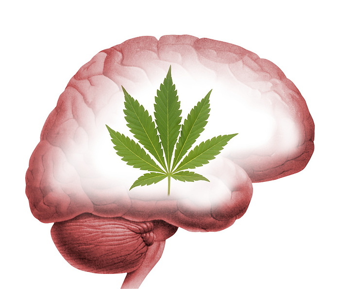 Cannabis use, artwork Cannabis use. Artwork of a marijuana leaf and the human brain. Marijuana  Cannabis sativa  is an illicit drug containing the psychoactive chemical tetrahydrocannabinol  THC .