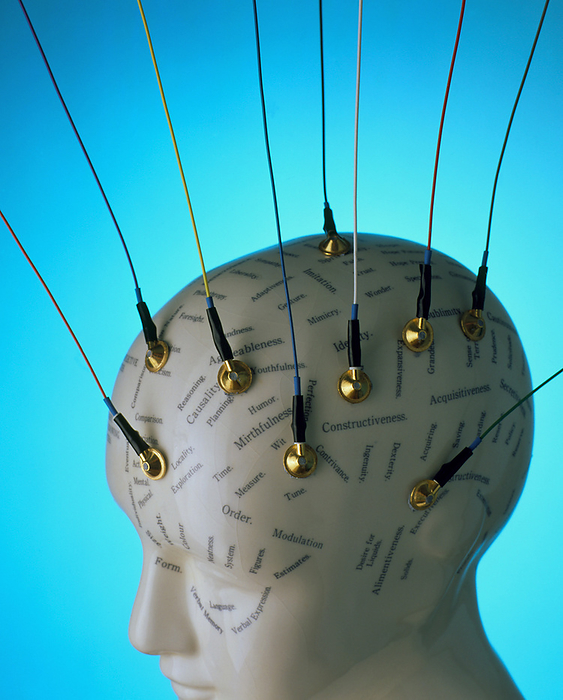 View of EEG electrodes on a model phrenology head EEG brain research. View of electroencephalogram  EEG  electrodes on a model phrenology head. In EEG brain research, electrodes are attached to the head in order to measure the tiny electrical impulses produced by brain activity. The resulting pattern of  brainwaves   can be used to diagnose medical conditions such as Alzheimer s disease and to study states of consciousness such as meditation and sleep. Phrenology was a pseudo science of the nineteenth century. Phrenologists believed that each mental characteristic, seen as a word on the model head, affected the shape of a person s head at a particular location. 