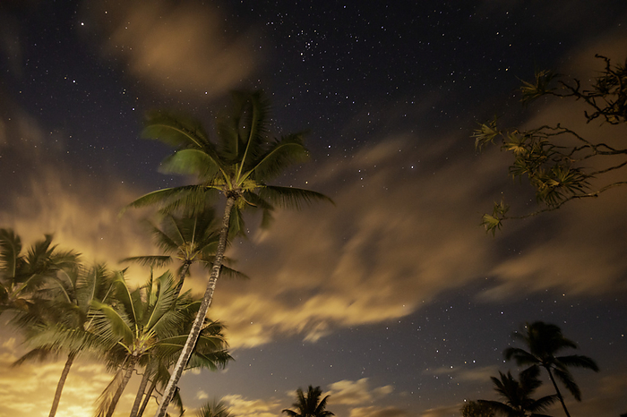 Palm and Hala trees at sunrise with the stars still out at Waianapanapa State Park, Hana, Maui, Hawaii., Photo by David Fleetham