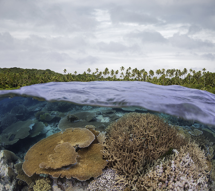 Half above, half below scene with a coral reef below and a palm tree covered Island above, Fiji., Photo by David Fleetham