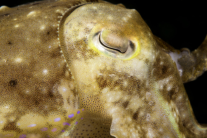 A close look at the head and eye of a broadclub cuttlefish, Sepia latimanus, Philippines, Asia. /photo by David Fleetham