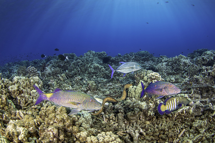 A yellowmargin moray eel, Gymnothorax flavimarginatus, two blue goatfish, Parupeneus cyclostomus, a bluefin trevally or jack, Caranx melampygus, and a peacock grouper, Cephalopholis argus, hunt together cooperatively to the benifit of all, Hawaii. /photo by David Fleetham