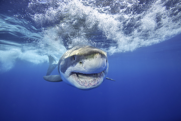 This great white shark, Carcharodon carcharias, was photographed off Guadalupe Island, Mexico., Photo by David Fleetham