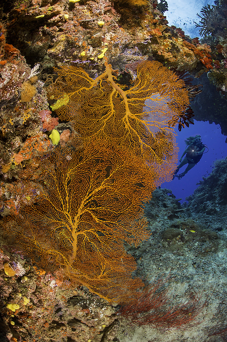 Diver (MR) framed in an archway and two huge fans of gorgonian coral, Fiji., Photo by David Fleetham