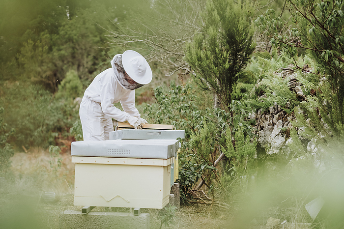 female A young woman beekeeper working with honeycomb