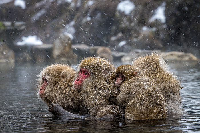 Family of winter monkeys in lake