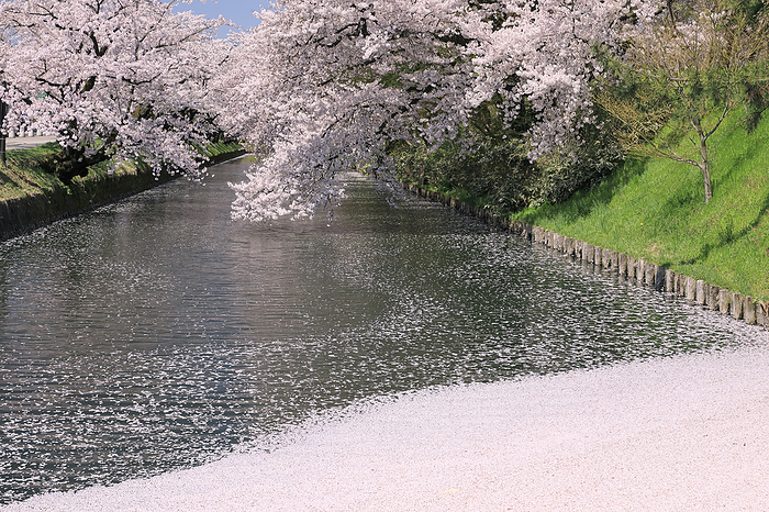 Cherry blossoms and flower rafts in Hirosaki Park, Aomori Prefecture