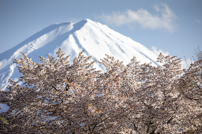 Mount Fuji 2021 04 18   Mount Fuji with a cherry blossom tree in the foreground in a bright sunny afternoon. Kawaguchiko, Yamanashi prefecture, Japan. Photo by Ivo Gonzalez