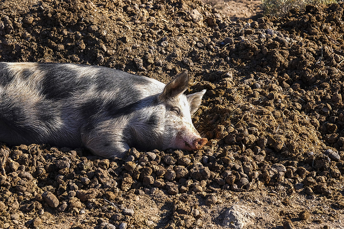 no animals violence and vegan vegetarian food concept with relaxed and safe pig sleeping on the ground