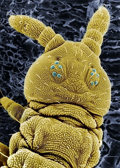SEM of a springtail head Scanning electron microscope picture of a springtail, a member of the family of hexapods, Collembola. Springtails are an ancient group that first evolved over 400 million years ago. The picture shows the primitive eyes, called ocelli, in two groups of five on the top of the head. The short antennae, consisting of four thick segments   two, to top  are also a primitive feature. Springtails are widespread and numerous in natural environments, with an estimated number of over 500 million individuals per hectare of meadow land to a depth of 25cm. They inhabit soil and leaf litter, and play an important role in the recycling of organic detritus, part of their diet. They also consume fungal hyphae, bacteria and animal remains. and so have an beneficial role in maintenance of the natural environment. There is no evidence that they cause harm to humans. Magnification: x 700 at 8x10 inch size., by DR JEREMY BURGESS SCIENCE PHOTO LIBRARY