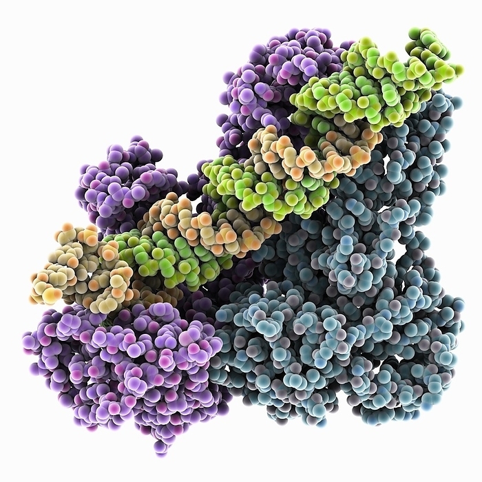 HIV 1 reverse transcriptase complex, molecular model HIV 1 reverse transcriptase initiation complex. Molecular model showing the structure of HIV 1 reverse transcriptase  violet , the reverse transcriptase p51 subunit  cyan , the viral RNA genome fragment  yellow  and the human tRNA lysine 3  complexed with human RNA  green ., by LAGUNA DESIGN SCIENCE PHOTO LIBRARY