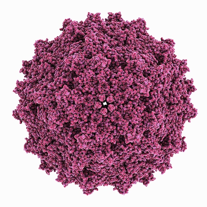 Adeno associated virus serotype 5, molecular model Adeno associated virus serotype 5. Molecular model showing the capsid of adeno associated virus serotype 5. Adeno associated virus is the leading vector for gene therapy. It is the vector for all in vivo gene therapies approved for clinical use by the US Food and Drug Administration  FDA ., by LAGUNA DESIGN SCIENCE PHOTO LIBRARY