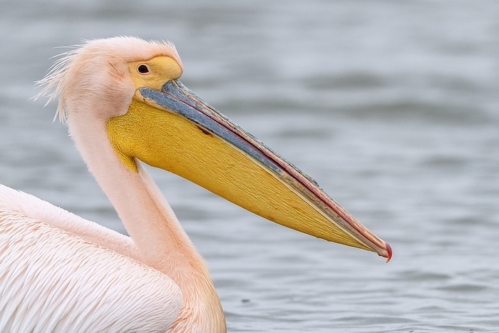 Male great white pelican Male great white pelican  Pelecanus onocrotalus  in pink breeding plumage. Photographed on Lake Kerkini, Greece., by BOB GIBBONS SCIENCE PHOTO LIBRARY