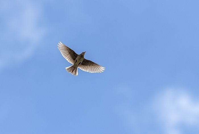 Skylark in flight Skylark  Alauda arvensis  in flight during breeding season., by BOB GIBBONS SCIENCE PHOTO LIBRARY
