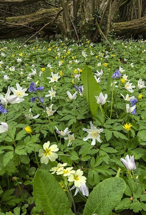 Spring flowers in coppiced hazel woodland Spring flowers in coppiced hazel woodland  mainly wood anemones, primroses and bluebells. Photographed in Dorset, England, UK., by BOB GIBBONS SCIENCE PHOTO LIBRARY