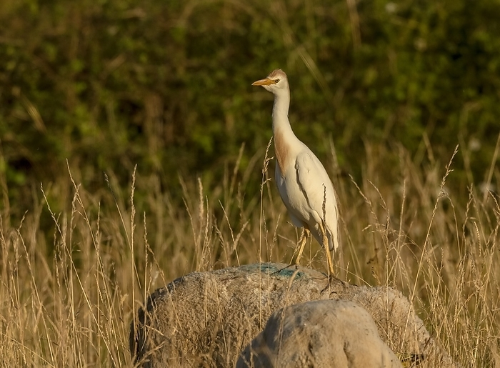 Cattle egret Cattle egret  Bubulcus ibis  perched on the back of sheep in long grass. Photographed in Brenne, France., by BOB GIBBONS SCIENCE PHOTO LIBRARY