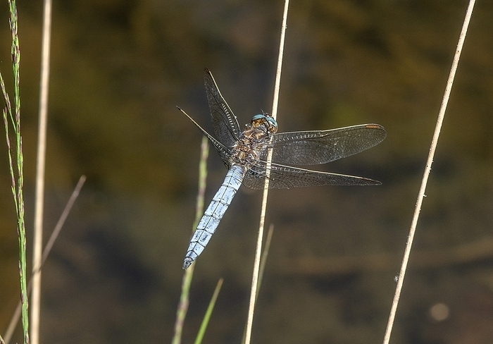 Male keeled skimmer Male keeled skimmer  Orthetrum coerulescens  perched near stream., by BOB GIBBONS SCIENCE PHOTO LIBRARY