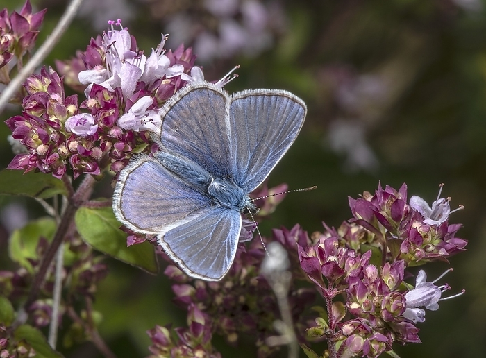 Male common blue butterfly Male common blue butterfly  Polyommatus icarus  feeding on marjoram  Origanum majorana , on chalk grassland., by BOB GIBBONS SCIENCE PHOTO LIBRARY