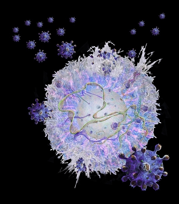 CAR T cell immunotherapy, illustration Illustration of CAR  chimeric antigen receptor  T cell immunotherapy, a process that is being developed to treat cancer. T cells  one at centre , part of the body s immune system, are taken from the patient and have their DNA  deoxyribonucleic acid  modified by viruses  spiky spheres  so that they produce chimeric antigen receptor  CAR  proteins. These proteins will be specific to the patient s cancer. The modified T cells are then multiplied in the laboratory before being reintroduced to the patient., by KEITH CHAMBERS SCIENCE PHOTO LIBRARY