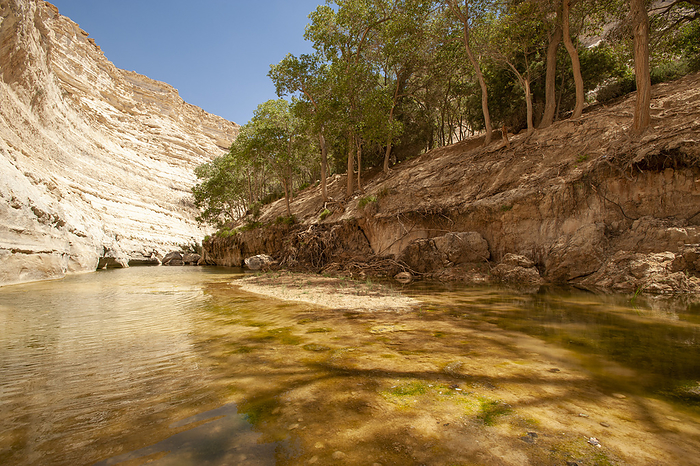 Ein Avdat National Park, Israel Ein Avdat National Park. Poplar  Populus sp.  trees growing alongside water in the Negev desert, Ein Avdat National Park, Israel. This small stream is fed by aquifers   underground layers of water bearing rock., by MARCO ANSALONI   SCIENCE PHOTO LIBRARY
