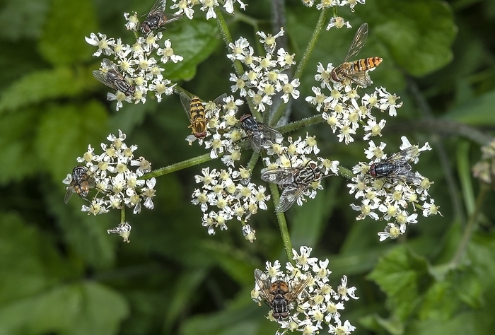 Insects feeding on hogweed flowers  Heracleum sphondylium  Masses of insects such as hoverflies, blow flies and muscid flies feeding on hogweed flowers  Heracleum sphondylium  in late summer., by BOB GIBBONS SCIENCE PHOTO LIBRARY