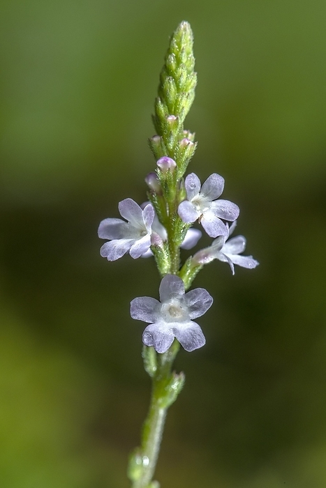 Common vervain  Verbena officinalis  Inflorescence of common vervain  Verbena officinalis  in flower in grassland., by BOB GIBBONS SCIENCE PHOTO LIBRARY