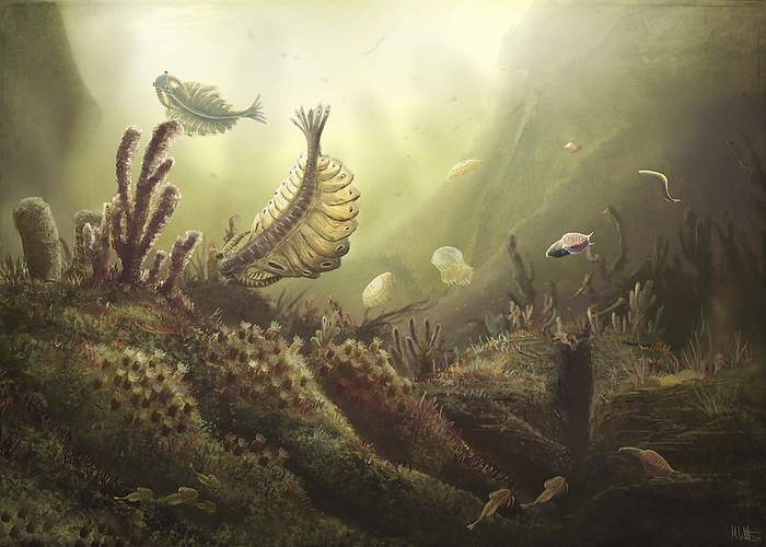 Cambrian sea life, illustration Illustration of Cambrian sea life including Anomalocaris  left . The Cambrian period, part of the Paleozoic era, saw an increase in species diversity within a short period of time., by MARK P. WITTON SCIENCE PHOTO LIBRARY