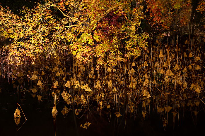 Yellow maple leaves and withered lotus leaves on the pond