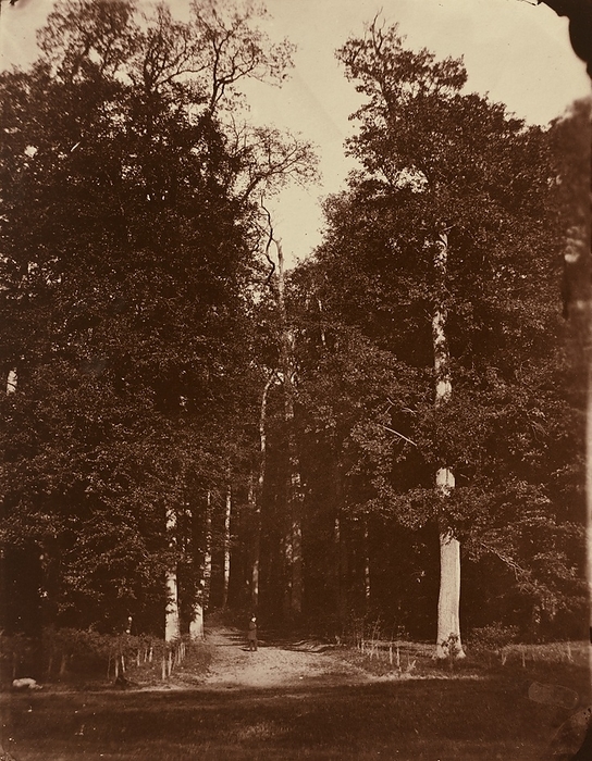 Forest at Saint Cloud, 1859 1860. Creator: Louis R  xe9 my Robert. Forest at Saint Cloud, 1859 1860.