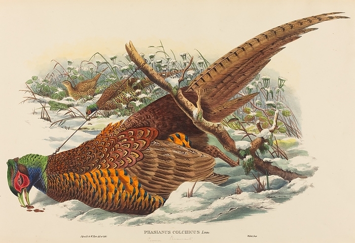 Phasianus colchicus  Ring necked Pheasant . Creators: John Gould, William Matthew Hart. Phasianus colchicus  Ring necked Pheasant .