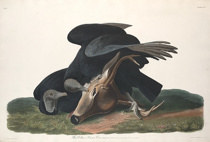 Black Vulture, 1831. Creator: Robert Havell. Black Vulture, 1831.